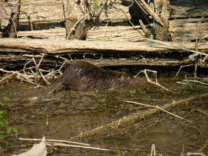 Nutria - Fiume Sile, presso Treviso